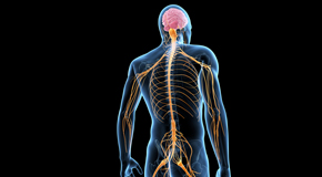 Fort Wayne chiropractic  and spinal manipulation benefits for back and neck pain